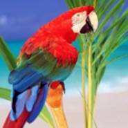 小鹦鹉(电视直播软件)v1.2.0 TV盒子版|内置高清流畅黯笙系列